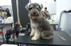 Pet Groomer