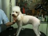 Pet Groomer