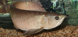 Long Life Arowana