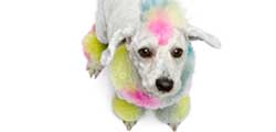 Dyeing your pet